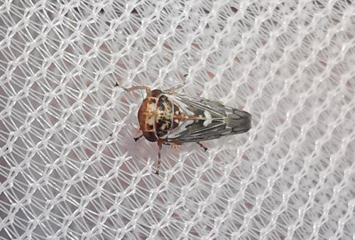 Balcanocerus larvatus